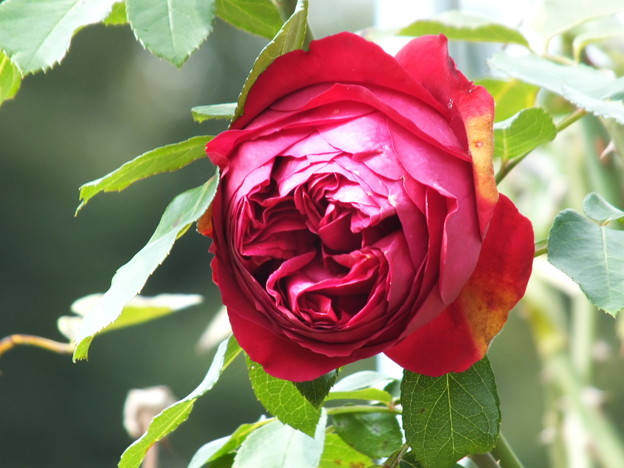 DSCF0222