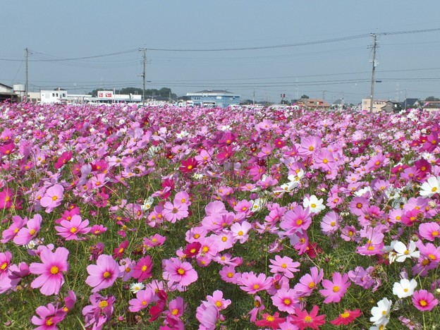 DSCF0031