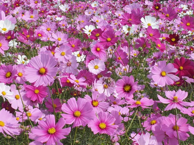 DSCF0064