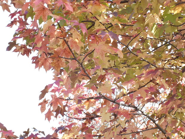 DSCF0033