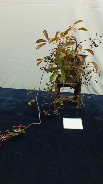 DSCF0370