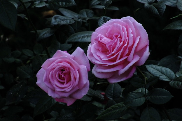DSCF0526