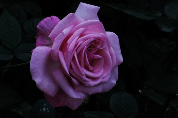DSCF0547