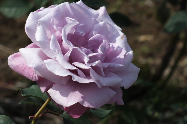 DSCF0195