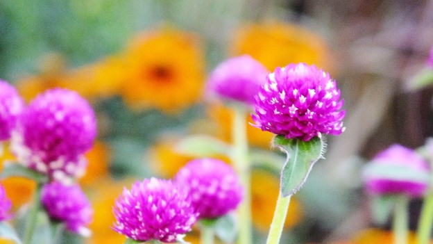 DSCF0691