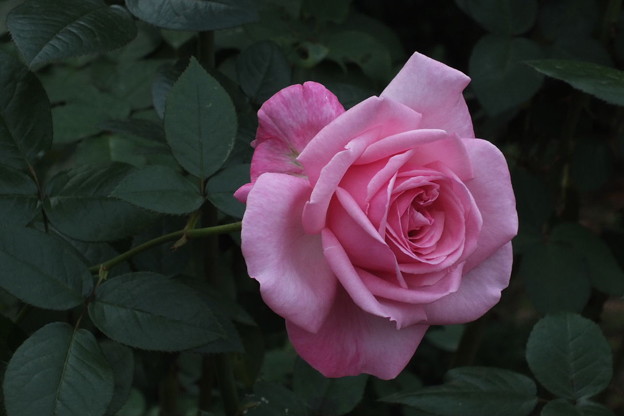 DSCF0054
