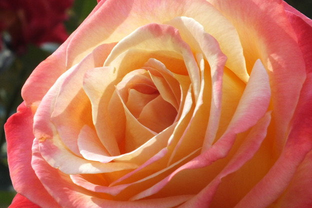 DSCF0239