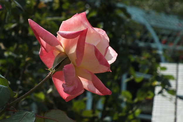 DSCF0272