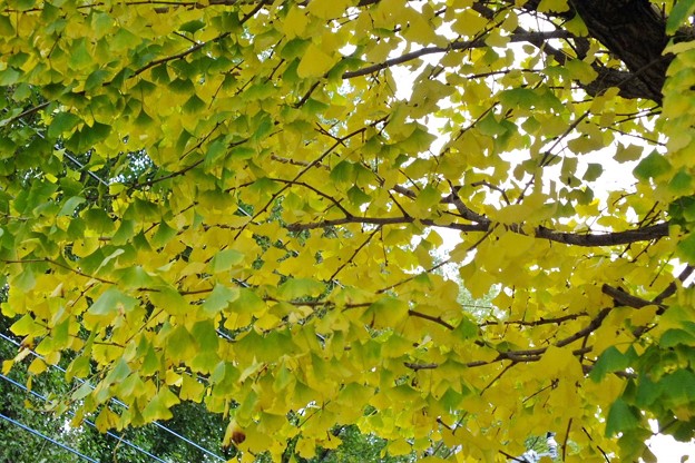 DSCF0055