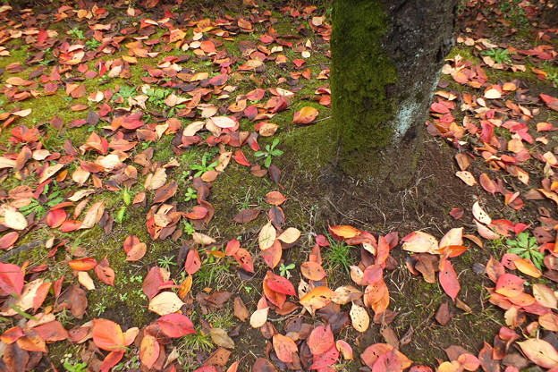 DSCF0016