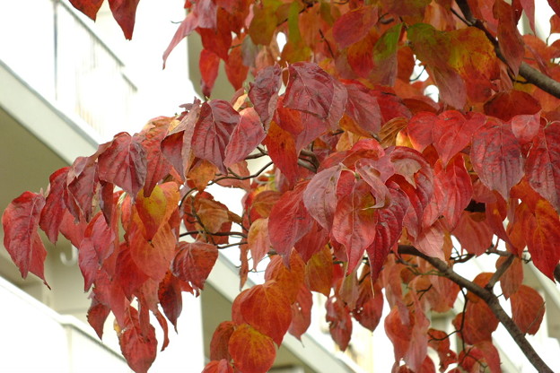DSCF0327