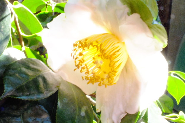 DSCF0236