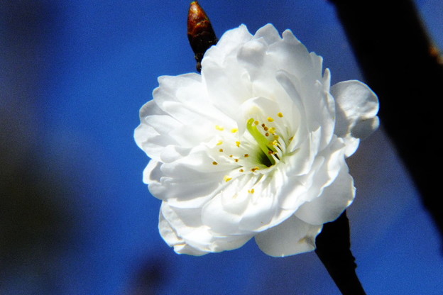 DSCF0246