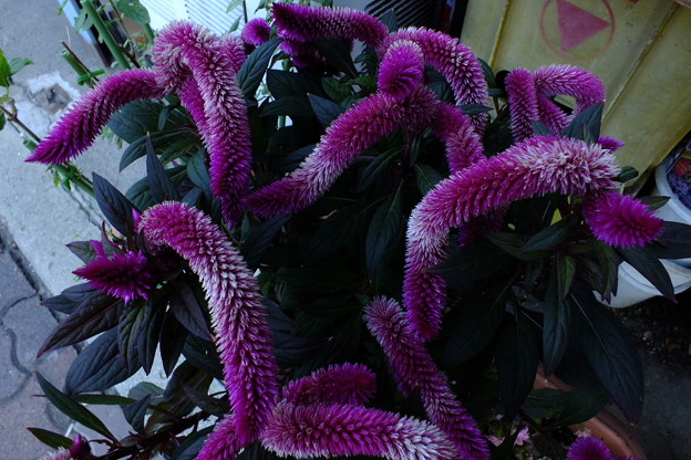 DSCF0458