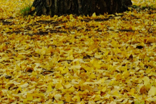 DSCF0242