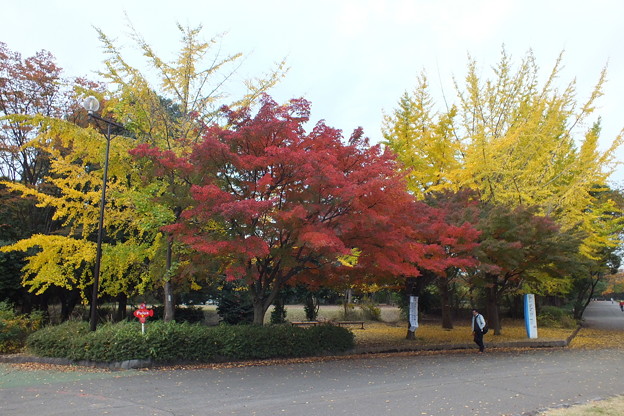 DSCF0420