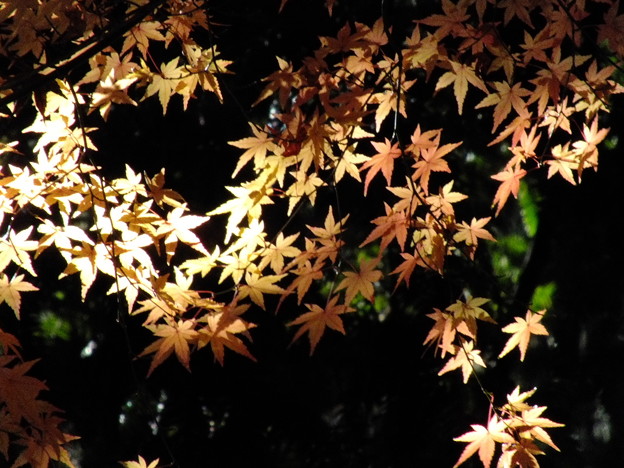 DSCF0361