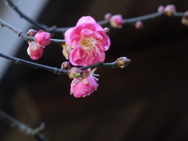 DSCF0060