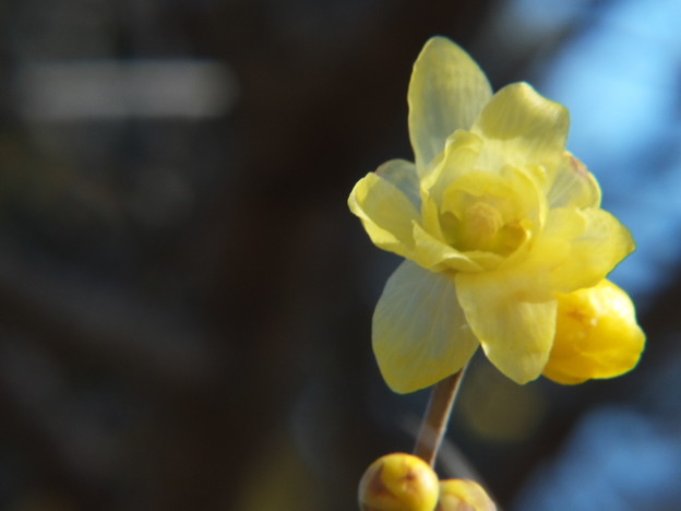 DSCF0118