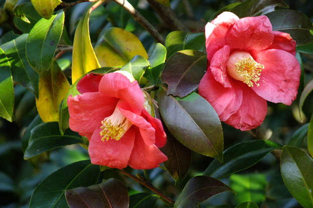 DSCF0032