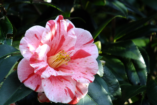 DSCF0055