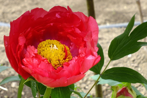 DSCF0052