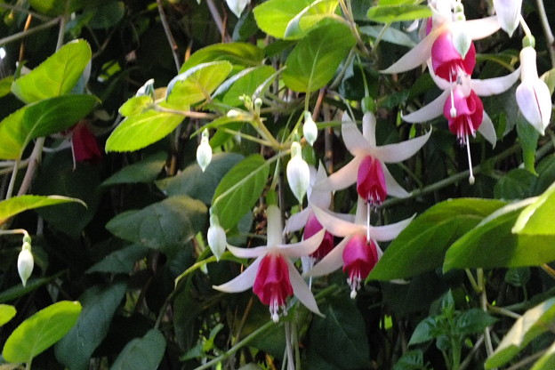 DSCF0125