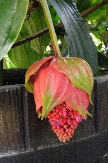 DSCF0153