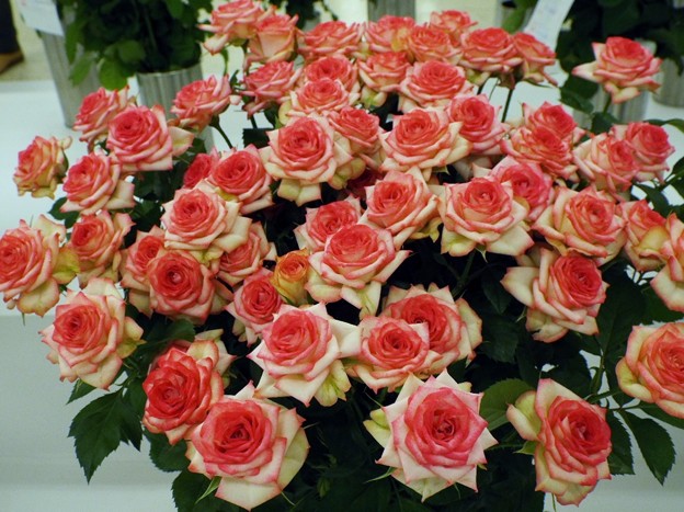 DSCF0267