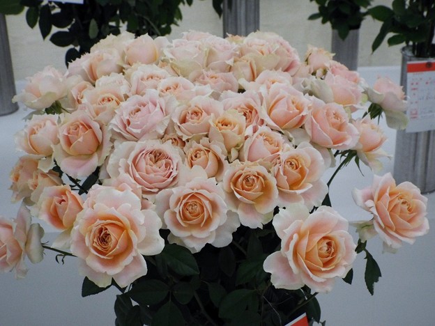 DSCF0405