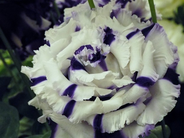 DSCF0207