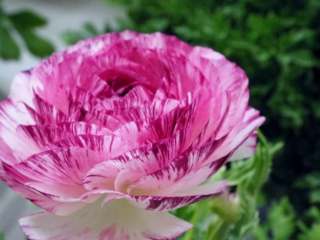 DSCF0518