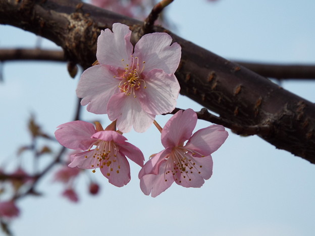 DSCF0077
