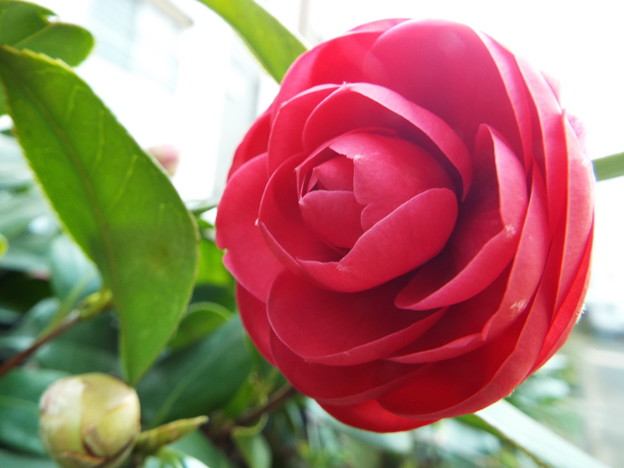 DSCF0147