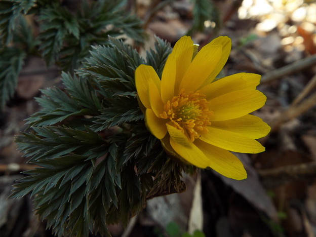 DSCF0275