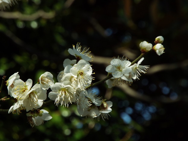 DSCF0194