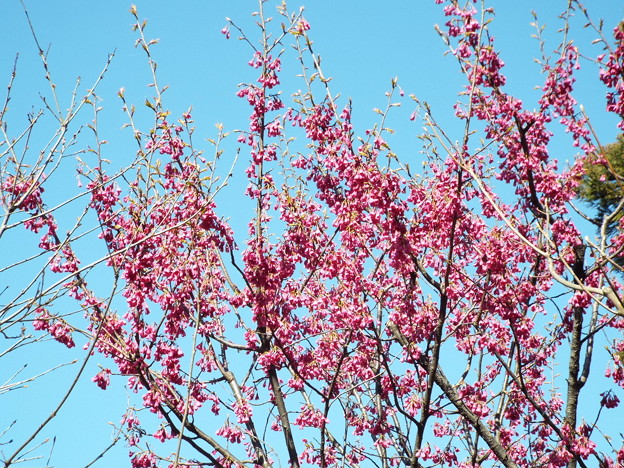 DSCF0258