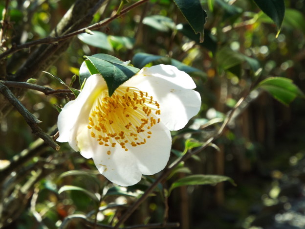 DSCF0157