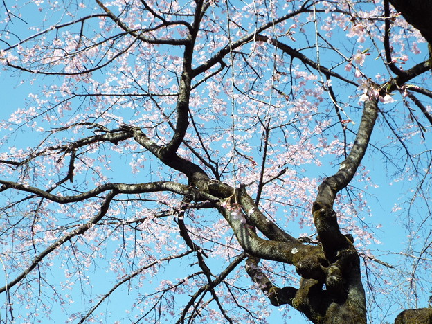 DSCF0350