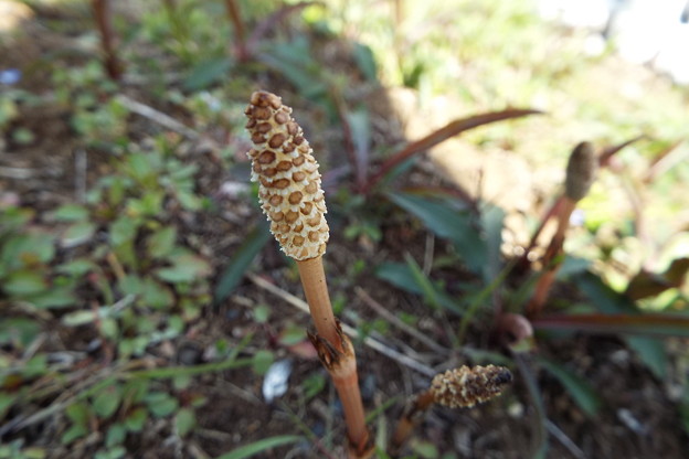 DSCF0164