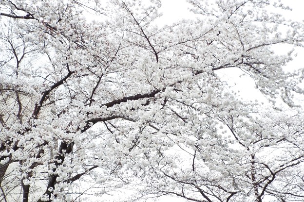 DSCF0542