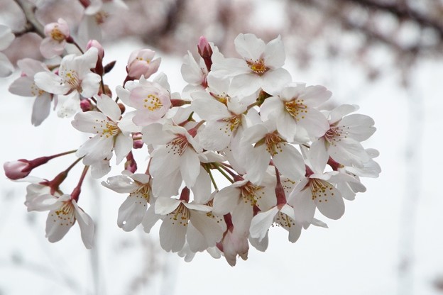 DSCF0042