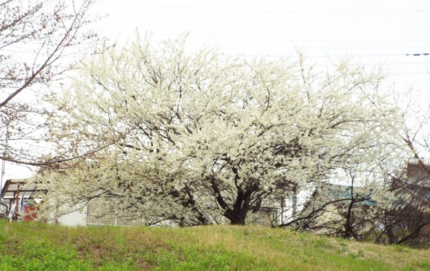 DSCF0376