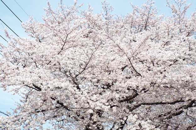 DSCF0249