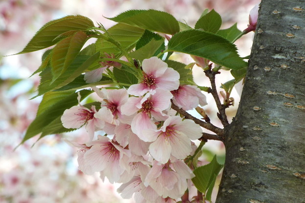 DSCF0050