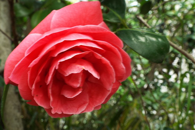 DSCF0337