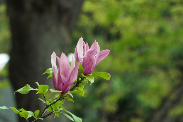 DSCF0403