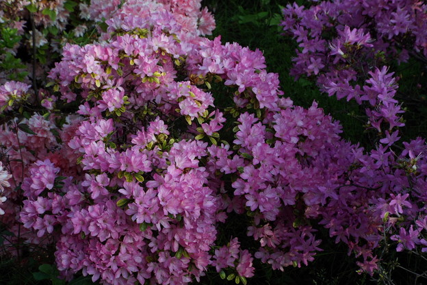 DSCF0455