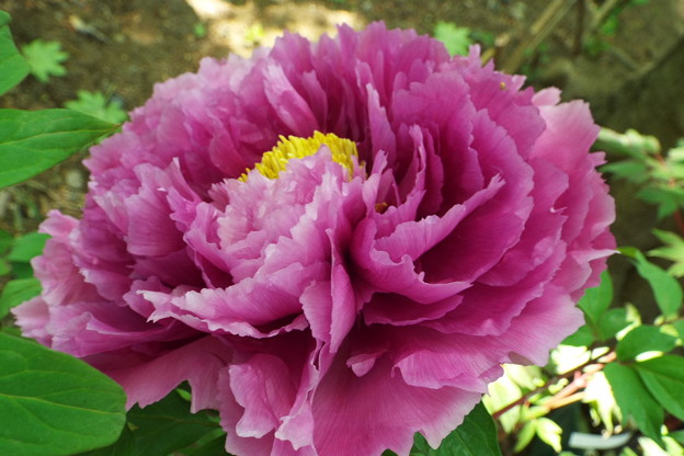 DSCF0133