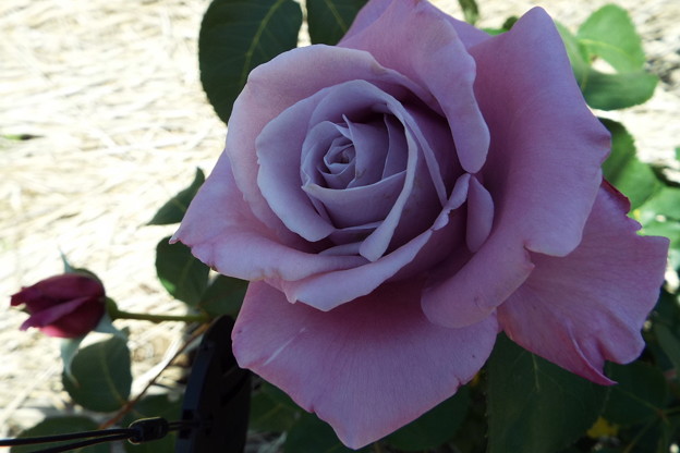 DSCF0129